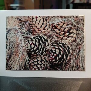 NWT - Rustic Pine Cone Photo Art Print By Jack E. Stiddard 4x6 Photo Notecard